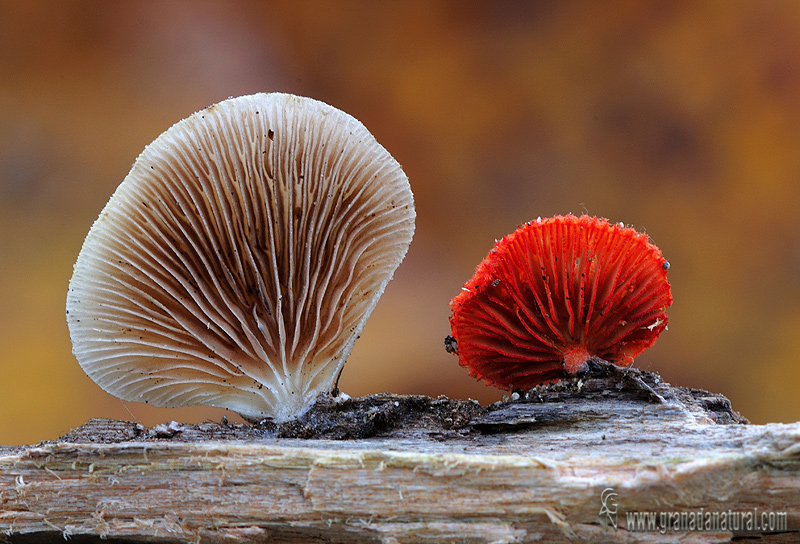 Crepidotus cinnabarinus. Hongos de Mlaga