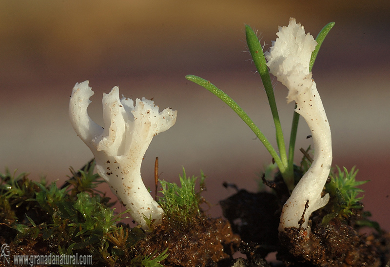  Clavulina cristata