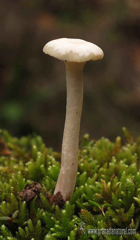 Hygrocybe russocoriacea (Berk. & Jos.K. Miller) P.D. Ort...Hongos de Granada