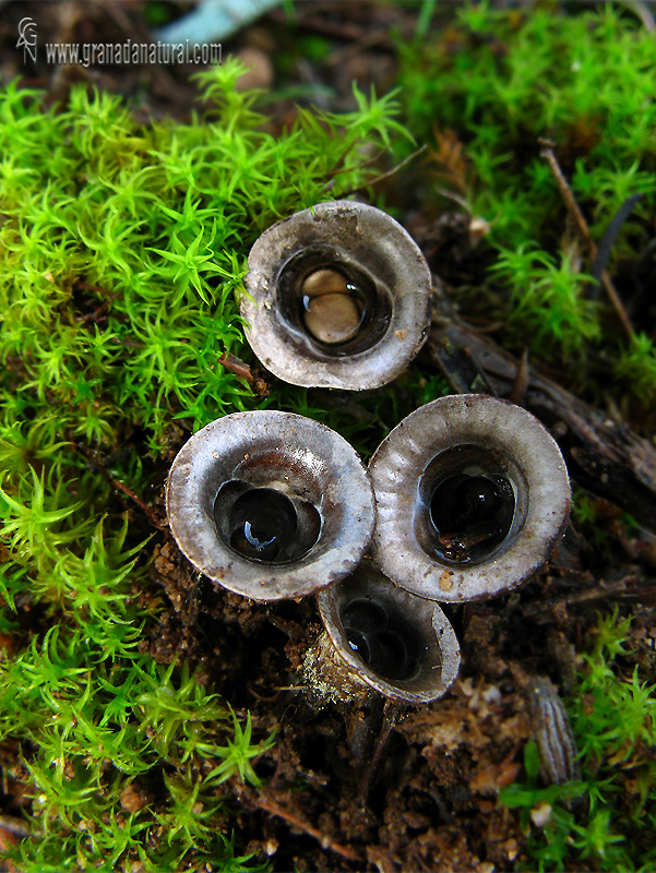 Cyathus olla. Hongos de Granada