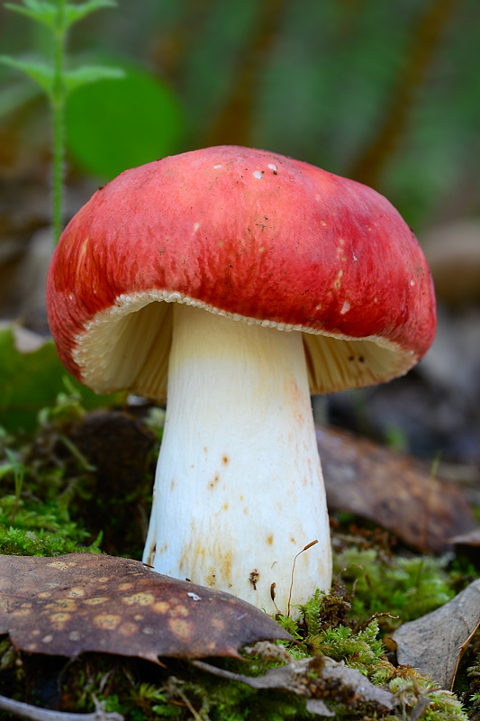 Russula carminipes J. Blum. Hongos de Granada