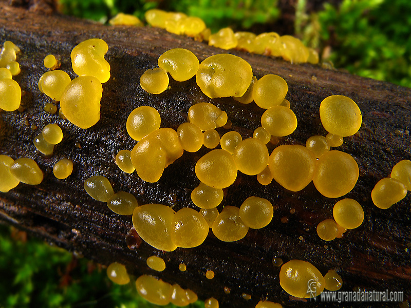 Dacrymyces deliquescens  (Bull.) Duby 1830 ( detalle).