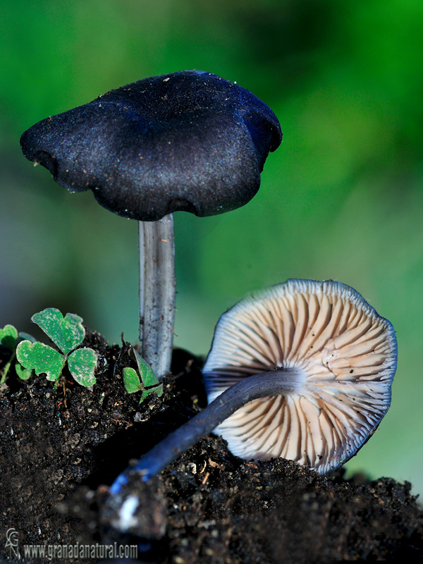 Entoloma chalybaeum (Fr.:Fr.) Noordel. Hongos de Granada