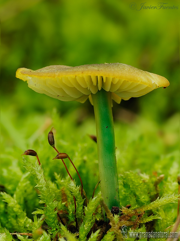 Entoloma incanum (Fr. : Fr.) Hesler. Hongos de Granada