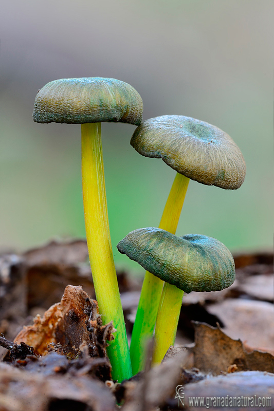 Entoloma incanum. Hongos de Granada