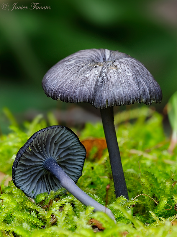 Entoloma serrulatum (Pers.) Hesler 2. Hongos de Granada