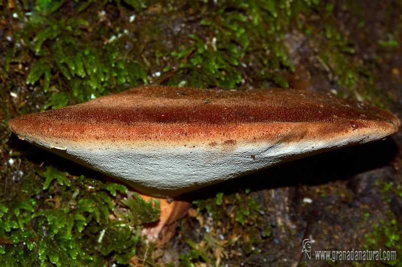 Fistulina hepatica. Setas de Granada