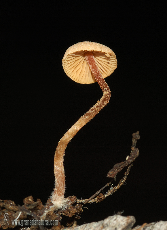 Flammulaster carpophilus. Setas de Granada. Granadanatural