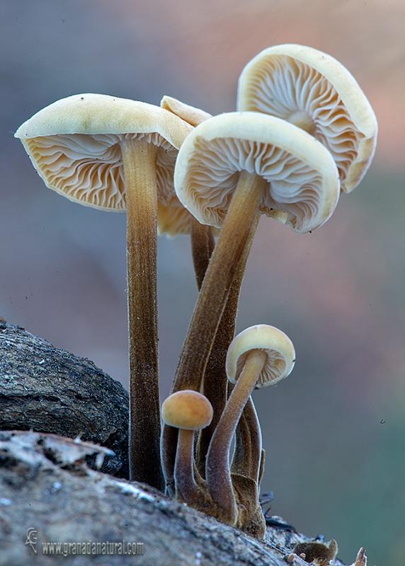 Flammulina velutipes. Hongos de Granada