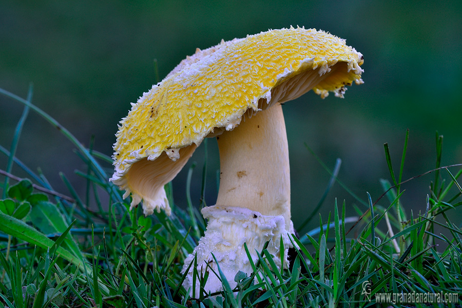 Floccularia stramines. Hongos de Granada