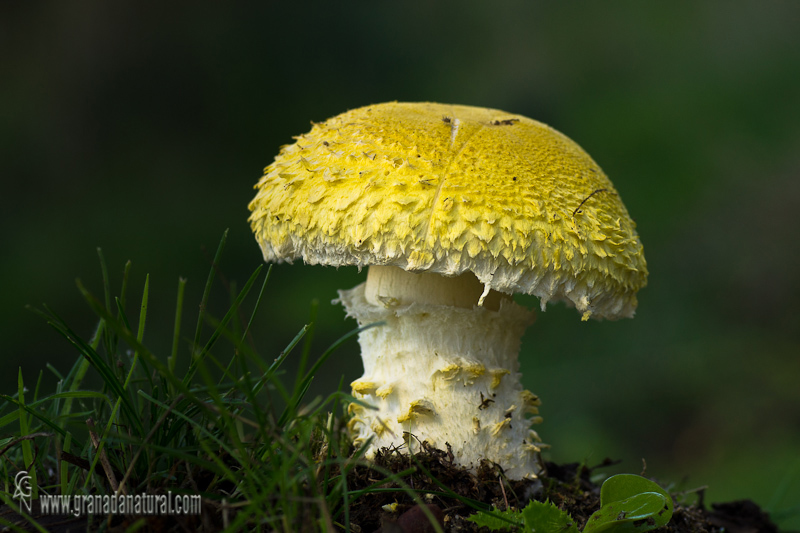 Floccularia straminea. Hongos de Granada.