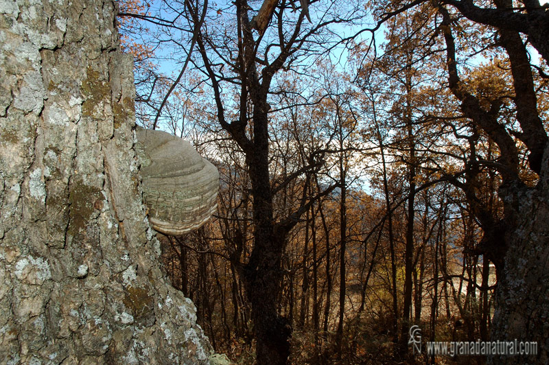 Fomes fomentarius hábitat. Hongos de Granada