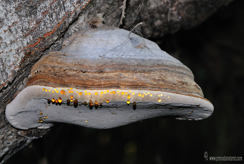 Fomes fomentarius exudando gotitas. Hongos de Granada