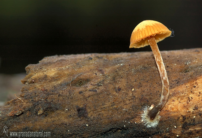 Galerina uncialis