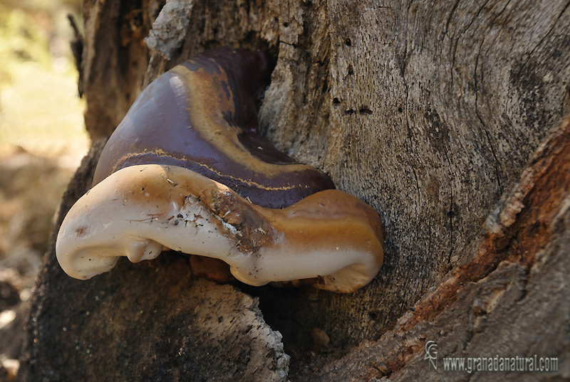 Ganoderma resinaceum. Aphyllophorales de Granada