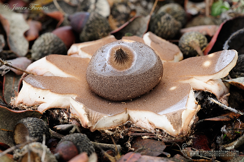 Geastrum berkeleyi Massee. Gasterales de Granada