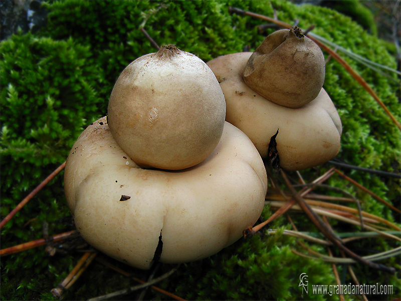 Geastrum frimbiatum. Gasterales de Granada