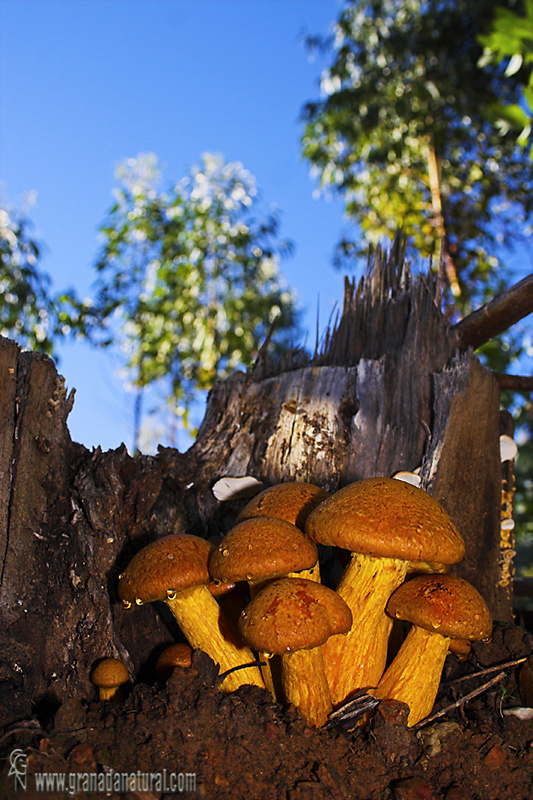 Gymnopilus spectabilis