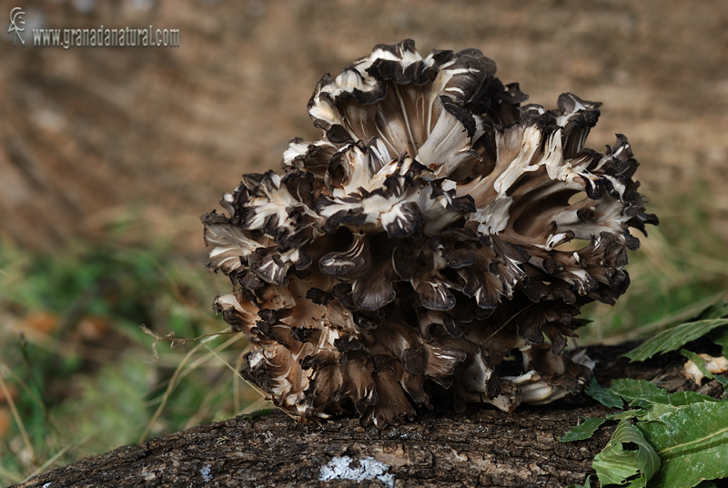 Grifola frondosa. Hongos de Granada