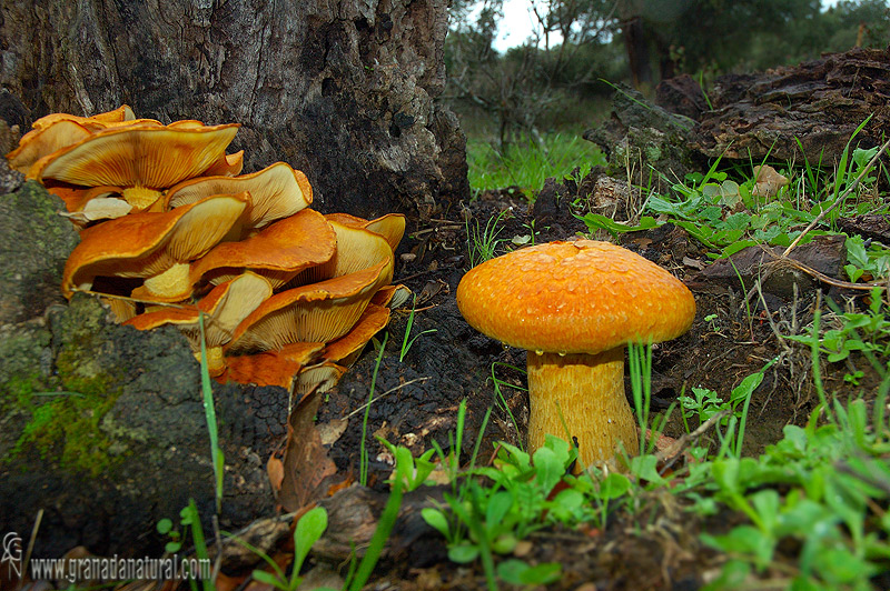 Gimnopilus spectabilis1