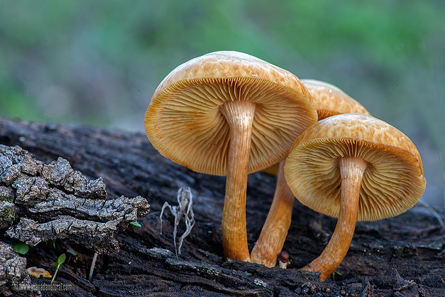 Gymnopilus suberis . Setas de Granada.