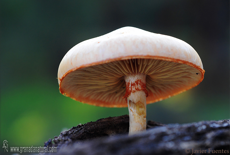 Gymnopilus suberis himenio y pié