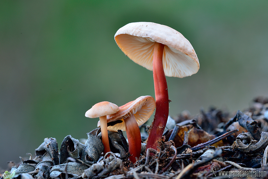 Gymnopus erythropus. Hongos de Granada