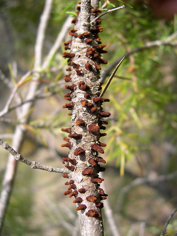 Gymnosporangium juniperum.