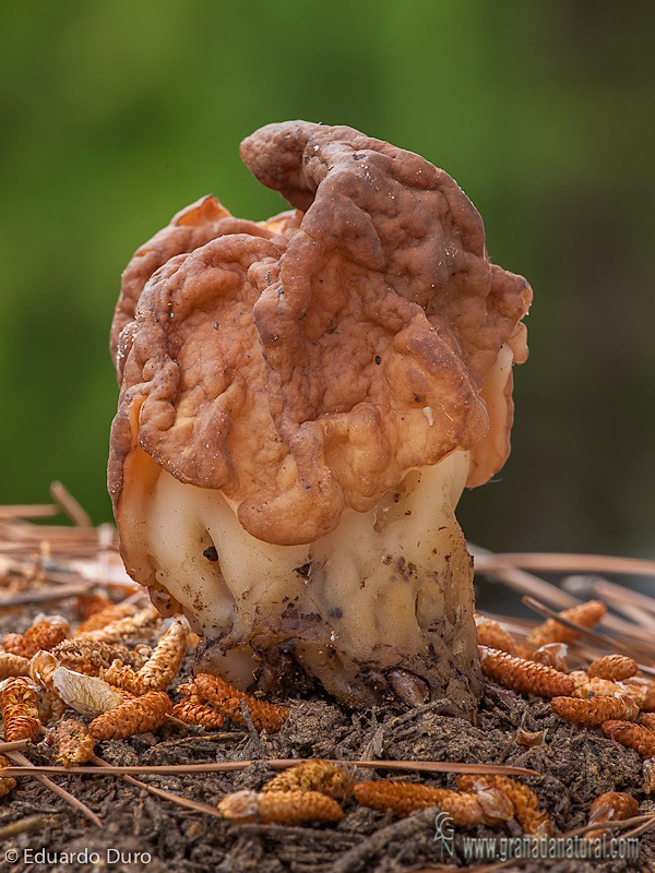 Gyromitra gigas. Ascomycetes de Granada