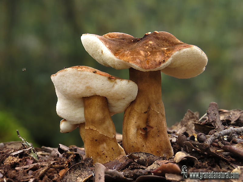 Gyroporus castaneus( Bull.) Qul. Hongos de Granada