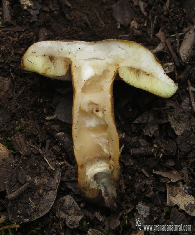 Gyroporus castaneus( Bull.) Qul corte. Hongos de Granada