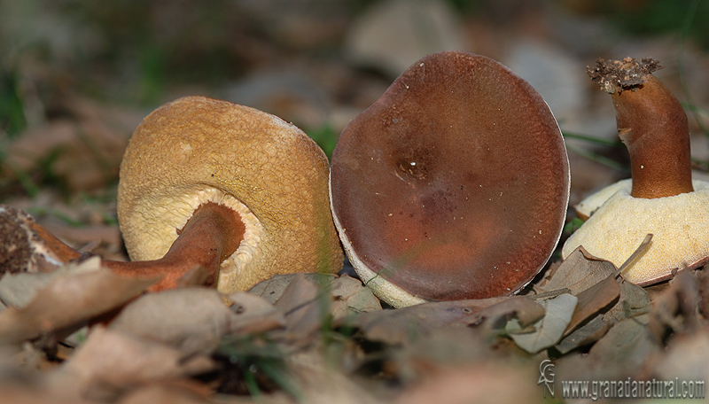 Gyroporus castaneus