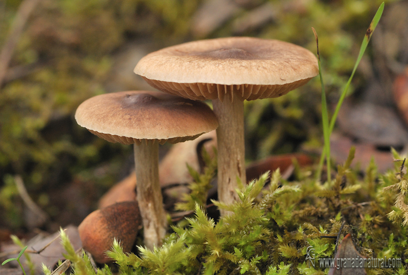 Hebeloma cistophilum Maire. Hongos de Granada