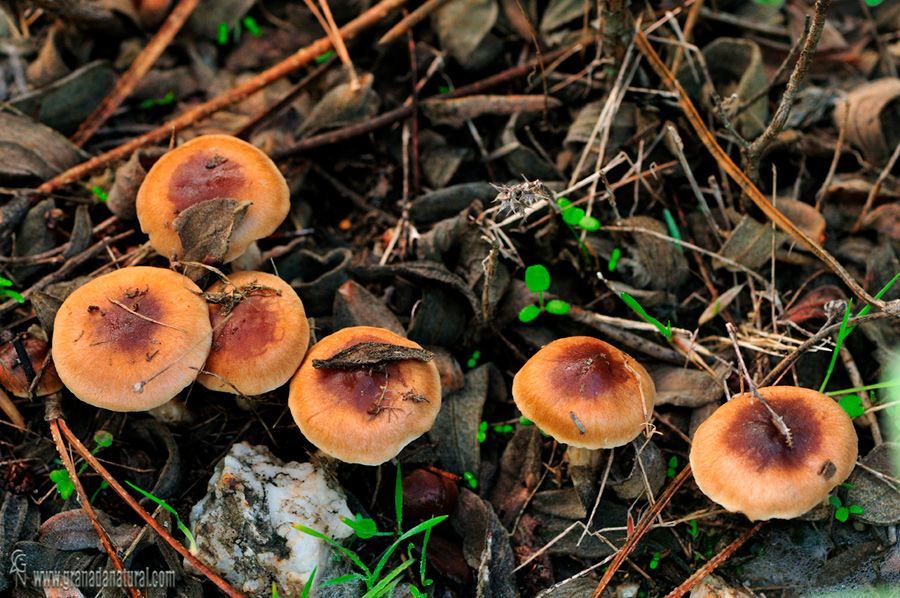 Hebeloma cystophilum. Hongos de Granada