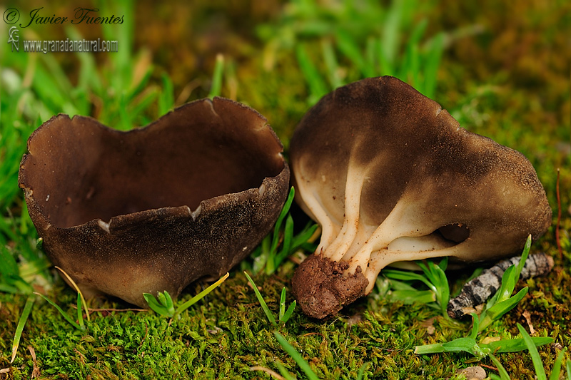 Helvella acetabulum ( L.) Qul. Ascomycetes de Granada