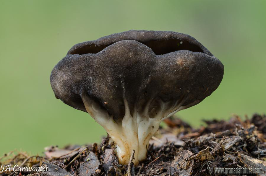 Helvella acetabulum. Ascomycetes de Granada