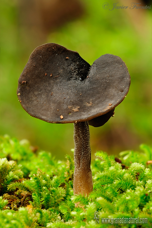 Helvella atra Holmskj:Fr. detalle. Ascomycetes de Granada