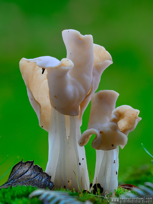 Helvella crispa Scop. : Fr. Ascomycetes de Granada