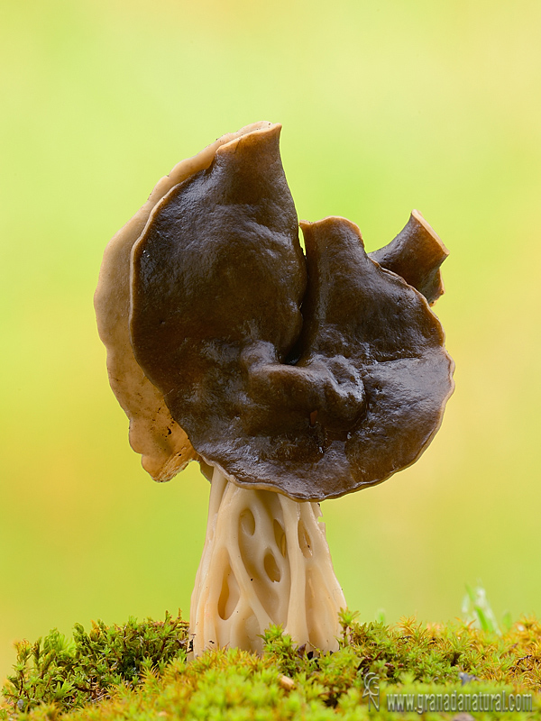 Helvella fusca. Ascomycetes de Granada