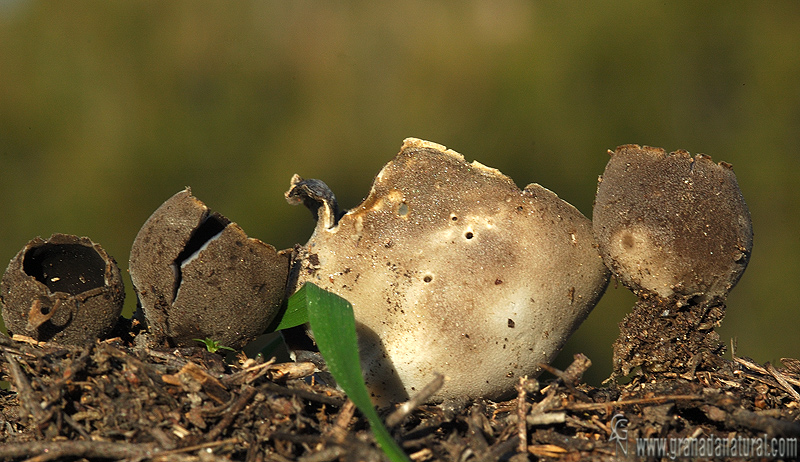 Helvella leucomelaena