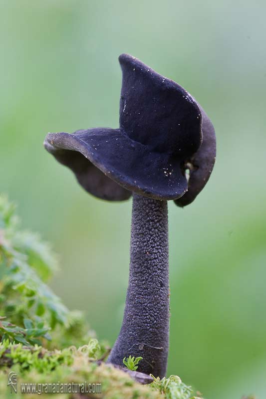 Helvella pezizoides. Ascomycetes de Granada