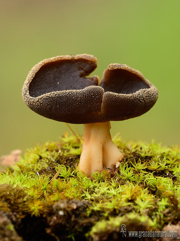 Helvella queletii Bres. Ascomycetes de Granada