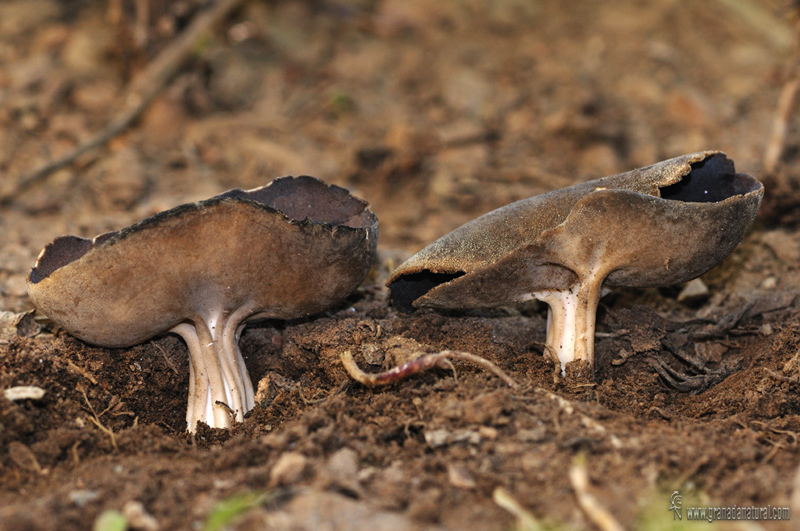 Helvella queletii 2 . Ascomycetes de Granada