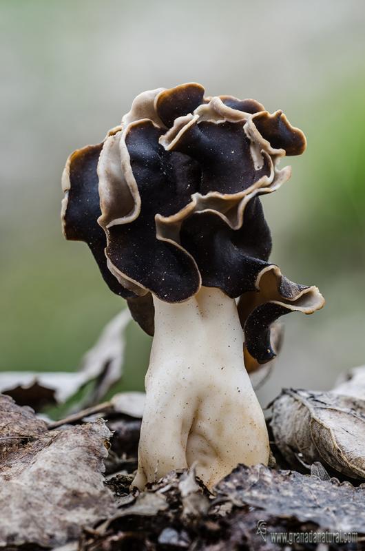 Helvella leucopus Pers. Ascomycetes de Granada