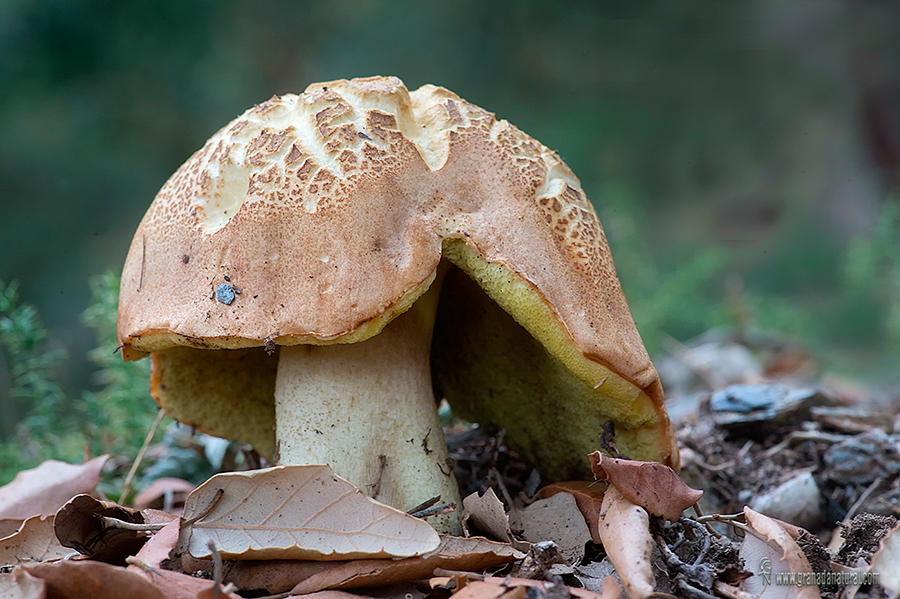 Boletus impolitus. Hongos de Granada