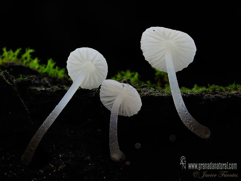 Hemimycena lactea. Hongos de Granada