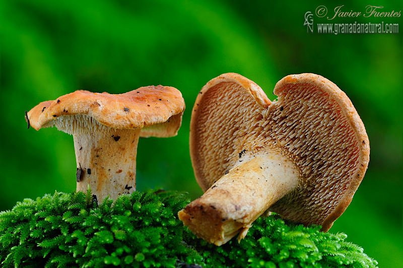 Hydnum rufescens Pers. Aphyllophorales de Granada