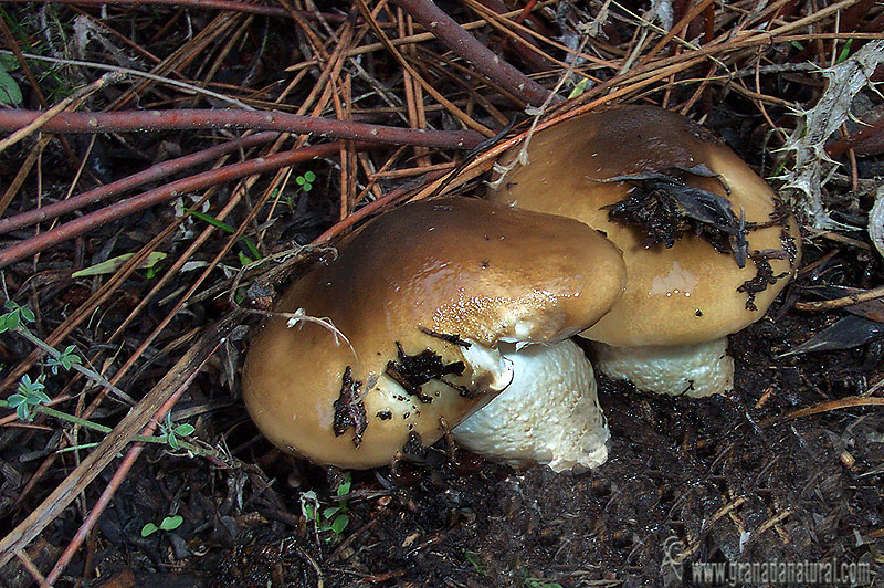 Hygrophorus latitabundus. Setas de Granada