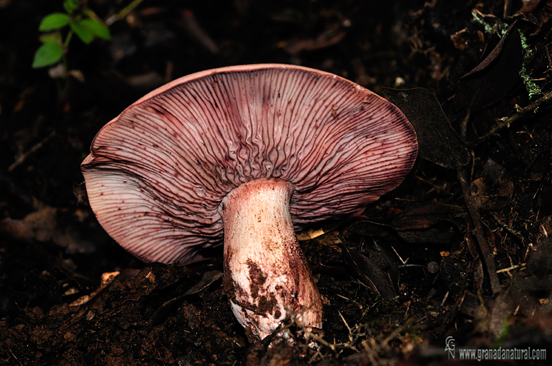 Hygrophorus russula( himenio). Setas de Granada