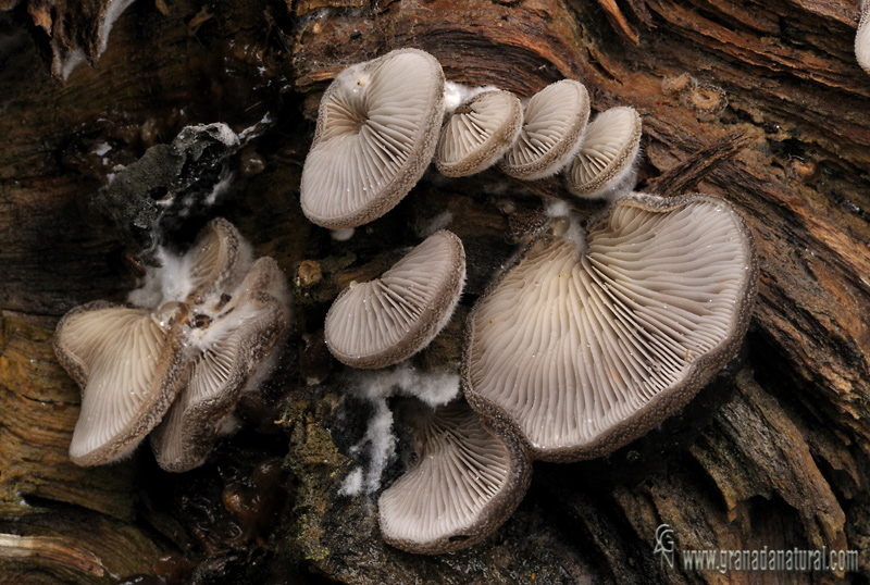 Hohenbuehelia mastrucata (Fr.) Sing. Hongos de Granada